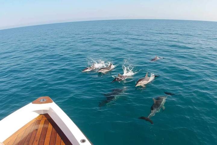 Observation dauphins Martinique