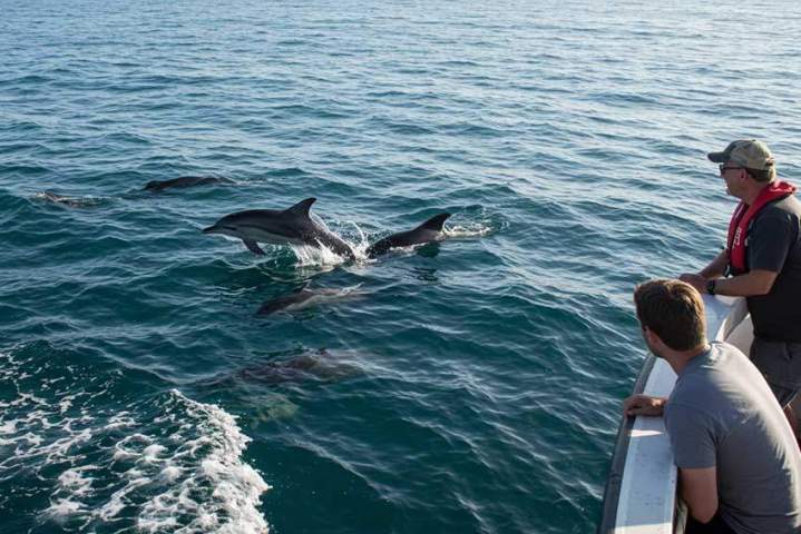 Observation respectueuse des dauphins