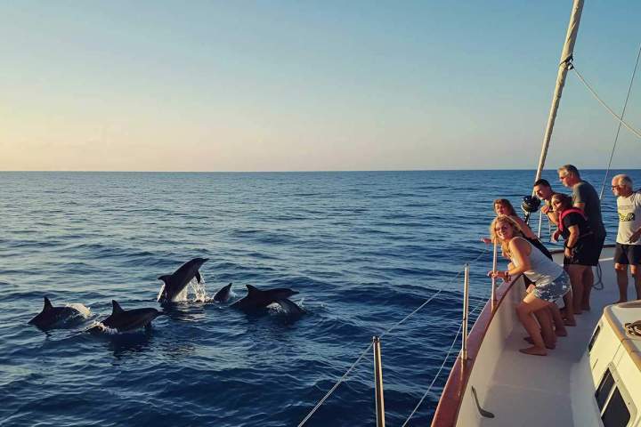 Observation dauphins Martinique