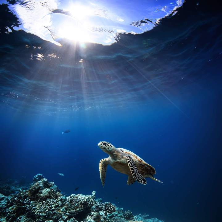 Sortie en mer avec les tortues marines en Martinique