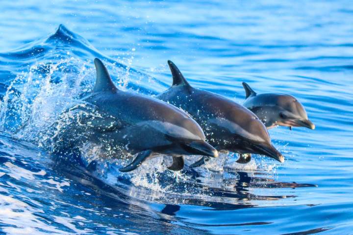 Sortie en mer avec les dauphins en Martinique