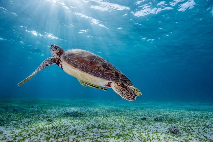 Nage avec les tortues marines